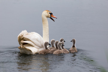 Swan mother with its chicks. Alerting about the danger of birdwatcher in the bush.