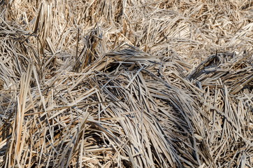 Beauty background of dry rush leaves in lake  