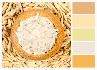 rice and paddy , colour palette swatches.