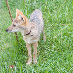 Little tame foxes were trapped