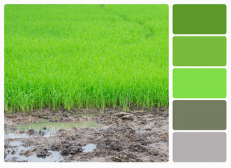 Rice Seedlings Field , colour palette swatches.