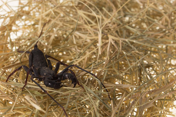 whip scorpion