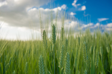 Il grano in Val di Chiana a Cortona