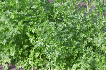 Parsley