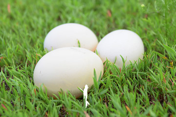 eggs
