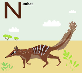 Animal alphabet for the kids: N for the Numbat