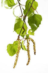 Birkenpollen (Betula) , Pollen, Blätter, Zweig, Allergie, Symbolbild