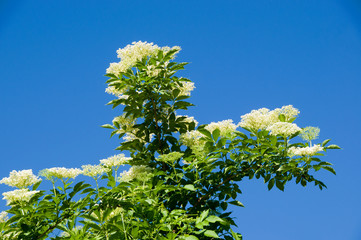 Flower buds and flowers