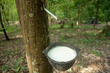 The latex sap from rubber