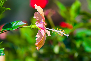 hibiscus flower in nature.