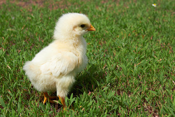 chicken