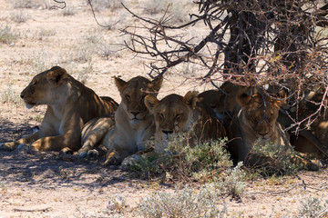 Lions