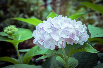 flowers with filter effect retro vintage style