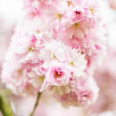 Spring Blossom