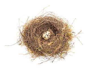 Wachtelei im Nest
