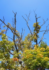 Naked tree branches