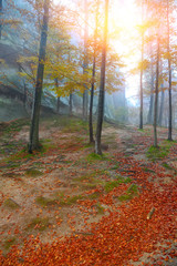 Obraz premium Autumn forest in the mountains