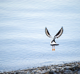Oystercatcher Taking Off In Flight