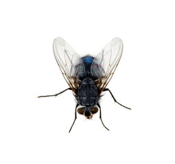 fly on a white