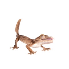 Leaf-toed gecko, unknow uroplatus, on white
