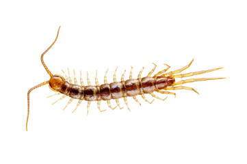  centipede