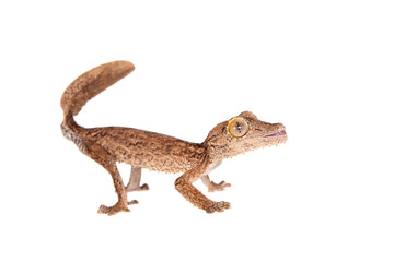 Leaf-toed gecko, unknow uroplatus, on white