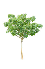 Pink trumpet tree isolated over white background