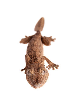 Leaf-toed gecko, unknow uroplatus, on white