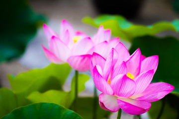 Lotus flower.