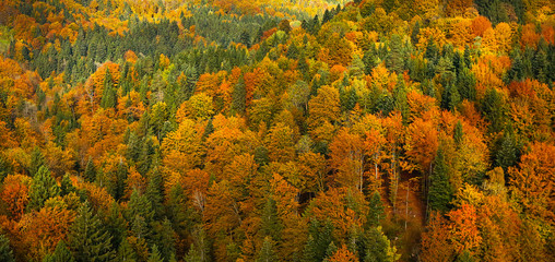 Naklejki  Lush, colorful autumn forest landscape, aerial view