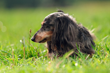 a miniature long haired dachshund
