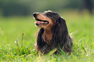 a miniature long haired dachshund