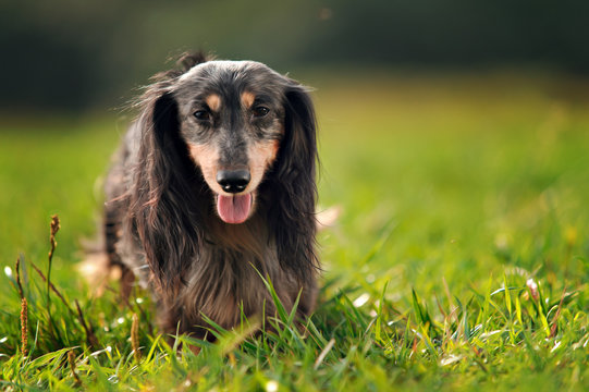 a miniature long haired dachshund