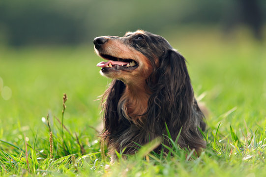 A Miniature Long Haired Dachshund