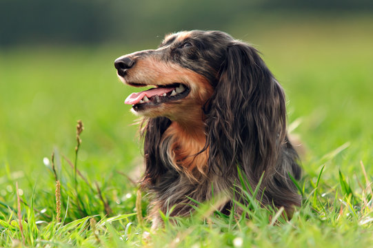 A Miniature Long Haired Dachshund