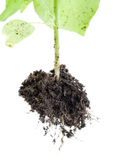 tree root on white background
