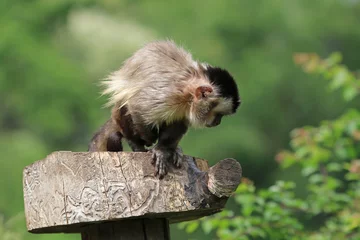 Crédence de cuisine en verre imprimé Singe White-faced capuchin monkey