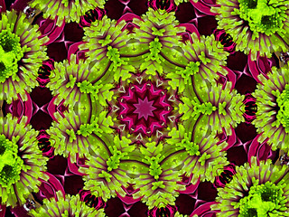 Chrysanthemum natural pattern