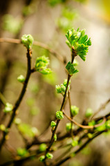 Bloom young buds. Russian nature