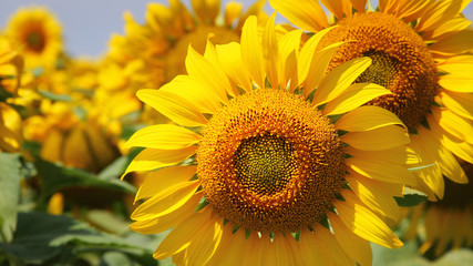 Fototapeta premium Sunflowers