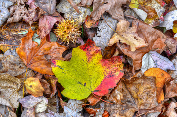 Autumn leaves on ground