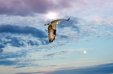 Osprey flying