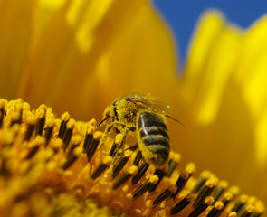 bee and sunflower