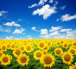 Obraz premium sunflowers field