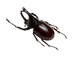 Rhinoceros beetle