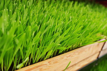 barley grass