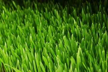Fototapeta na wymiar barley grass