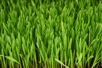 Fototapeta na wymiar barley grass