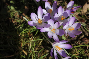 Sun-lit crocus