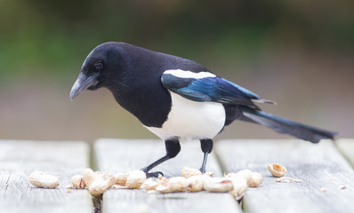 European Magpie (pica pica)